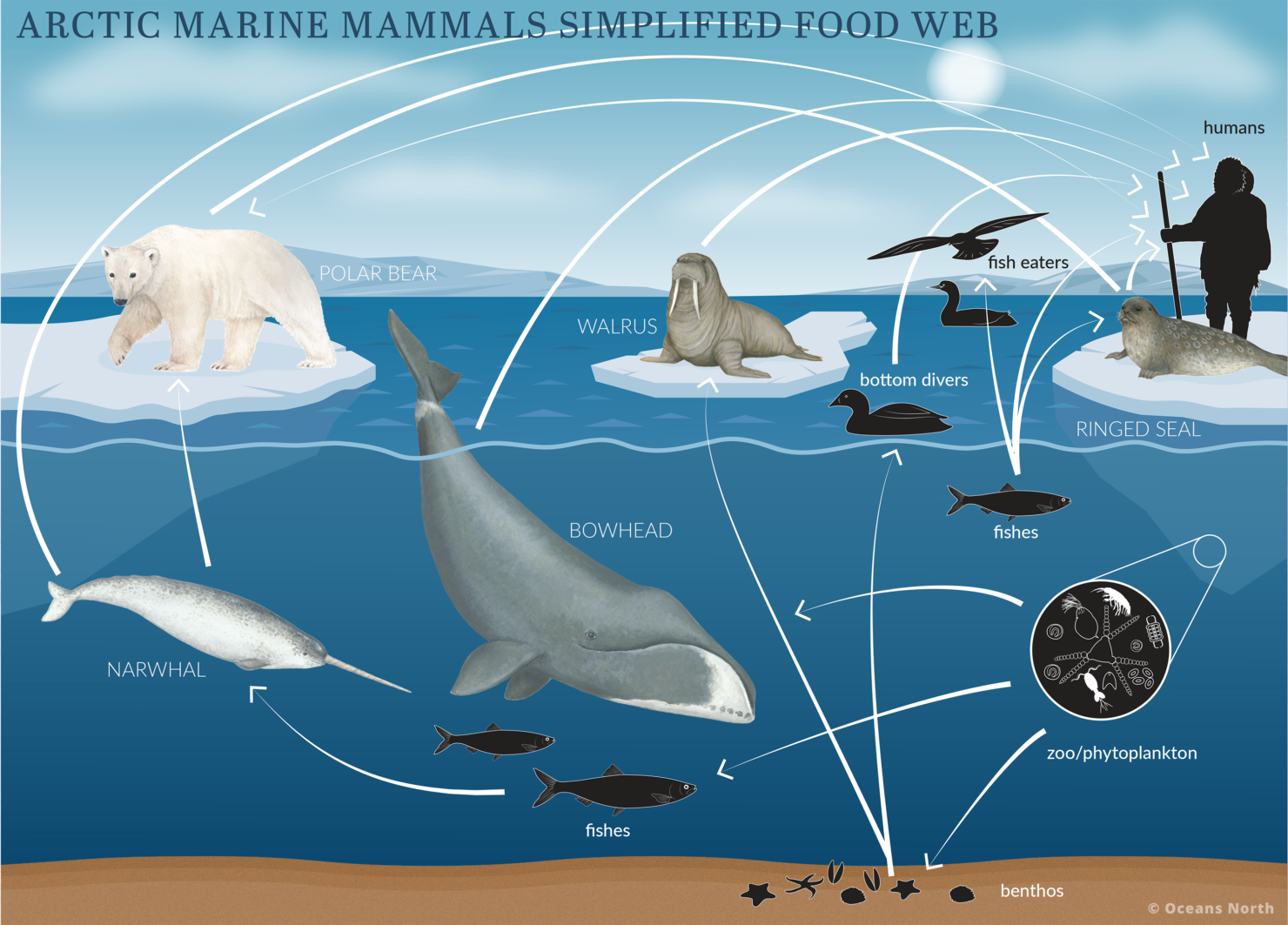 Canada’s Arctic Marine Atlas – Oceans North