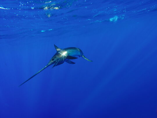 A North Atlantic swordfish swims near the surface of the water.