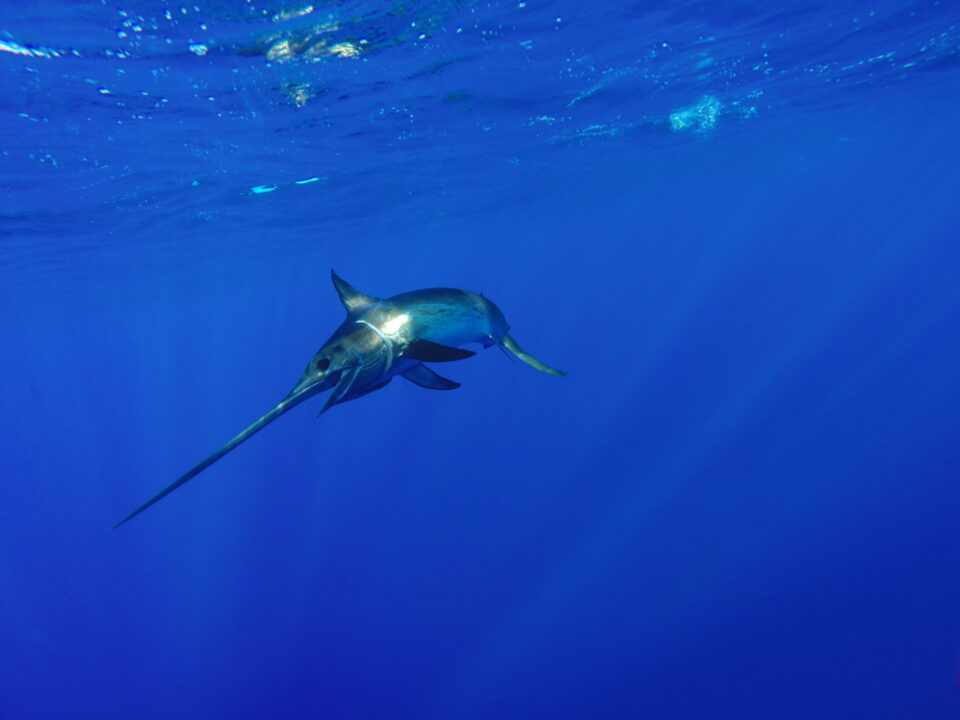 A North Atlantic swordfish swims near the surface of the water.